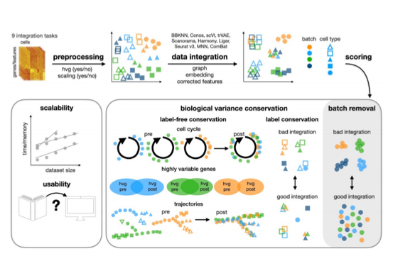 Benchmarking atlas-level data integration in single-cell genomics. Nature Methods 2021